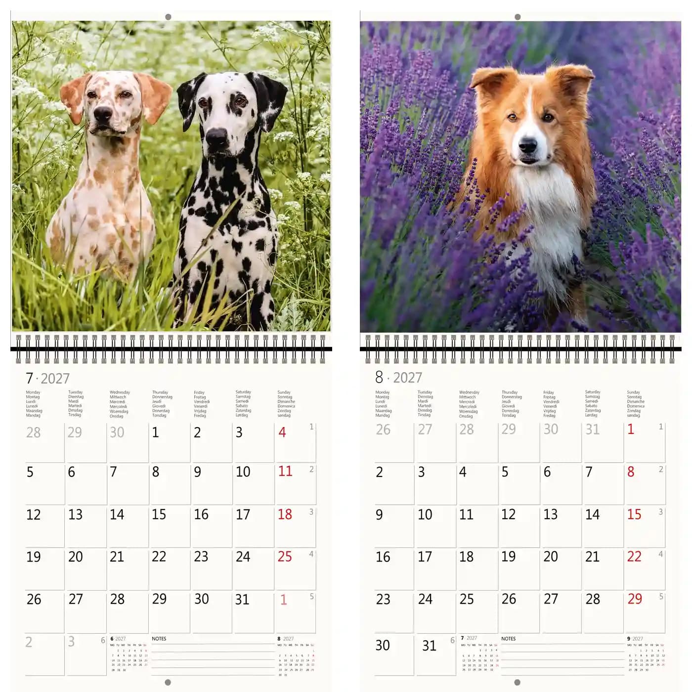 Kalender 2027 Helma 365 30x30cm honden 4
