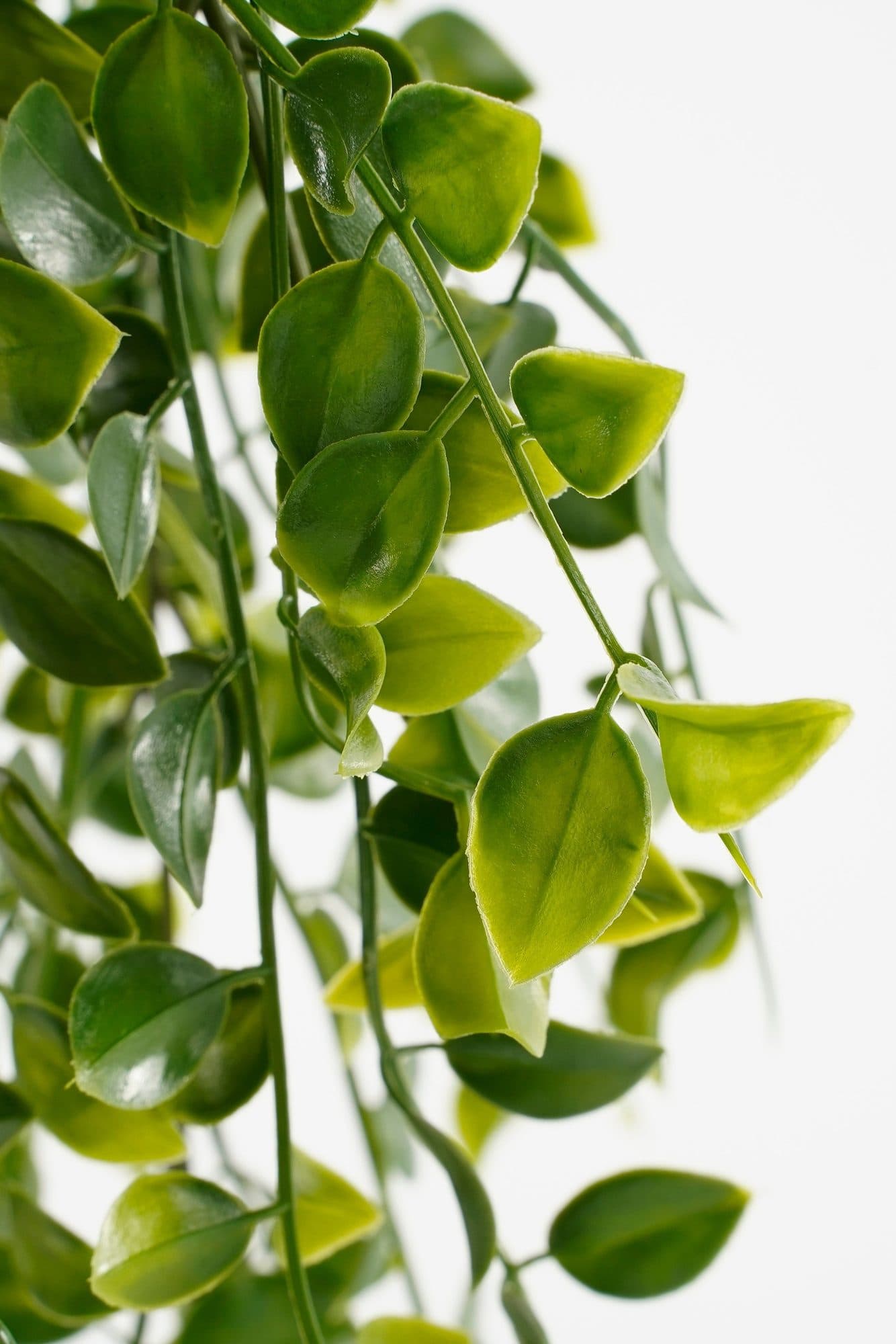 Kunstplant Mica Ficus hangend in pot groen Ø20 46cm 3